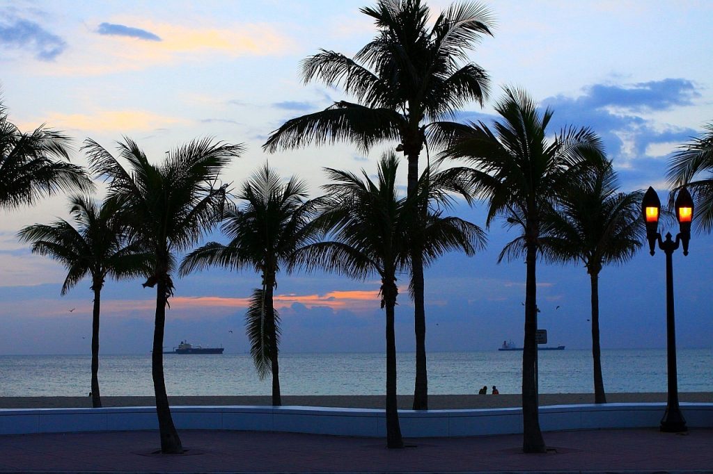 beach, tree, palm-18186.jpg